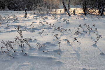 Landscape with frozen grass covered with snow in winter forest, beautiful soft contrast of light and shadow pattern