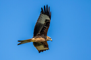Rotmilan (Milvus milvus)