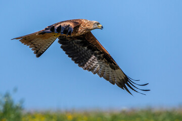 Rotmilan (Milvus milvus)