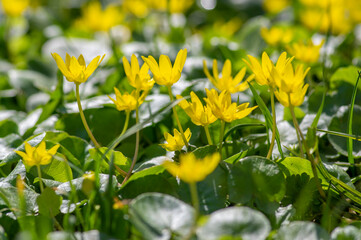 Ficaria verna lesser celandine bright yellow ground flowers in bloom, wild pilewort flowering springtime plants