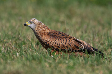Rotmilan (Milvus milvus)
