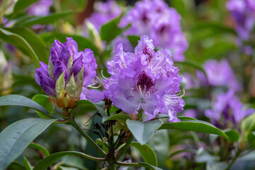 Obraz premium Azalea japonica blue jay purple white spotted bunch of flowers in bloom, beautiful flowering plant branches
