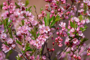 Prunus tenella dwarf Russian Almond pink flowers in bloom, beautiful ornamental plant in bloom