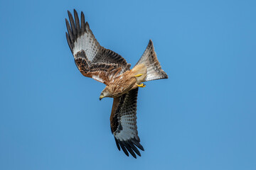 Rotmilan (Milvus milvus)