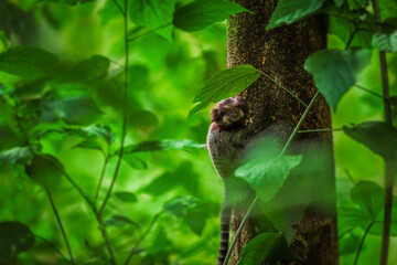 Black-tufted marmoset monkey in the rainforest