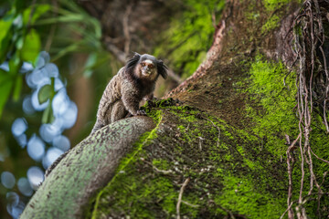 Black-tufted marmoset monkey