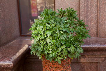 Green round bush against the background of the marble wall of the office building, bank or restaurant. Greening of the city center.