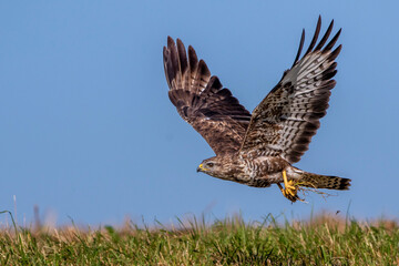 Mäusebussard (Buteo buteo)