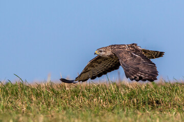 Mäusebussard (Buteo buteo)