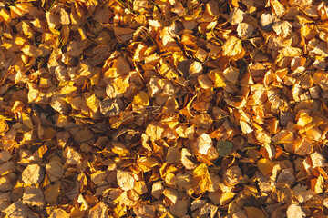 yellow birch leaves on the ground, top view