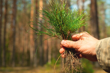 Man's hand holds a small tree sapling. A large forest grows in the background.