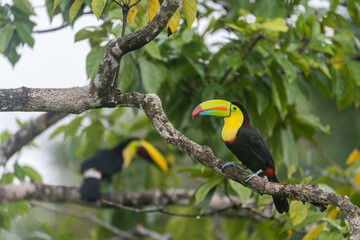 A keel-billed toucan (Ramphastos sulfuratus) perches on a tree branch in Laguna del Lagarto, Costa Rica