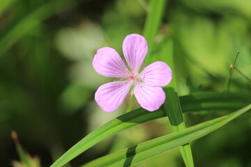 アカヌマフウロ（奥日光　戦場ヶ原）