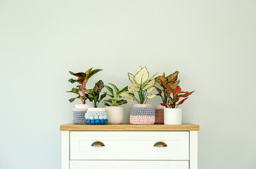 Different houseplants on chest of drawers near light wall