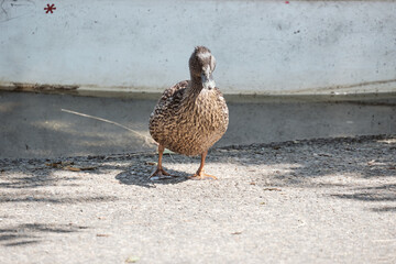 Canne sortant de l'eau .