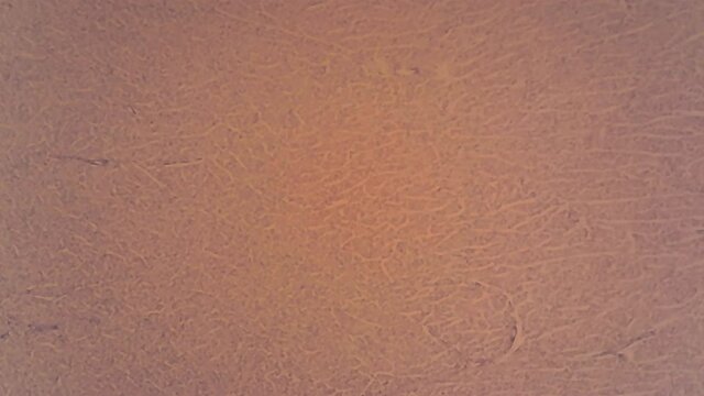 Microscope Dog Cardiac Muscle Longitudinal Section x1000
