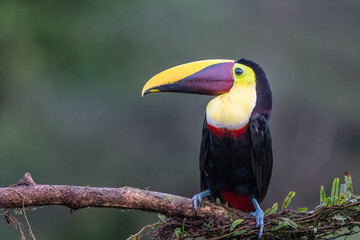 A yellow-throated toucan (Ramphastos ambiguus) perches on a tree branch in Laguna del Lagarto, Costa Rica