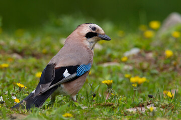 Gaai, Eurasian Jay, Garrulus glandarius