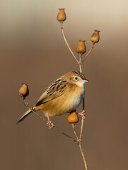 Graszanger; Zitting Cisticola; Cisticola juncidis