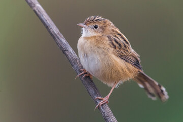 Graszanger; Zitting Cisticola; Cisticola juncidis
