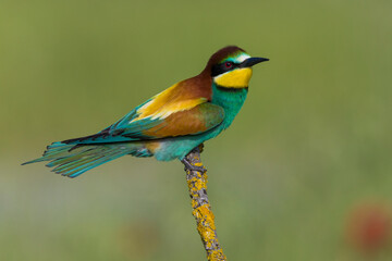 Europese Bijeneter; European Bee-eater; Merops apiaster