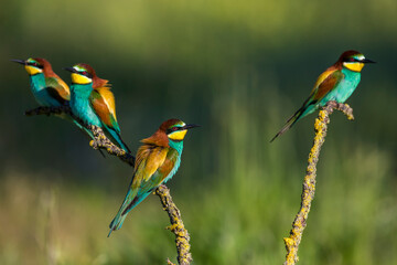 Europese Bijeneter; European Bee-eater; Merops apiaster