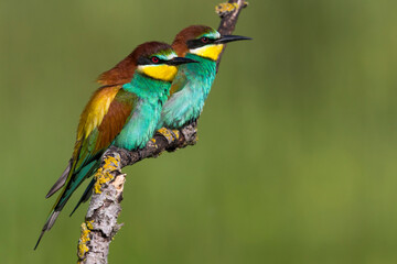 Europese Bijeneter; European Bee-eater; Merops apiaster