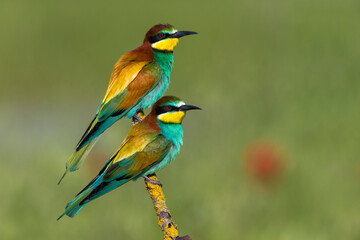 Europese Bijeneter; European Bee-eater; Merops apiaster