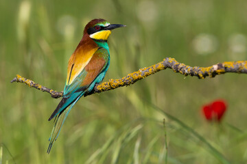 Obraz premium Europese Bijeneter; European Bee-eater; Merops apiaster