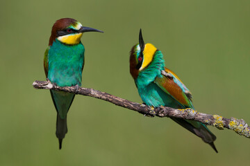 Europese Bijeneter; European Bee-eater; Merops apiaster