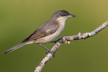 Westelijke Orpheusgrasmus, Western Orphean Warbler, Curruca hortensis