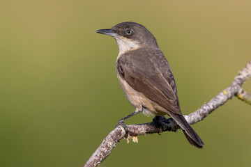 Westelijke Orpheusgrasmus, Western Orphean Warbler, Curruca hortensis