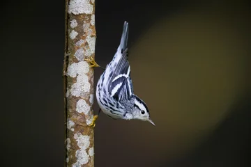 Foto op Aluminium Bonte Zanger, Black-and-white Warbler, Mniotilta varia © AGAMI