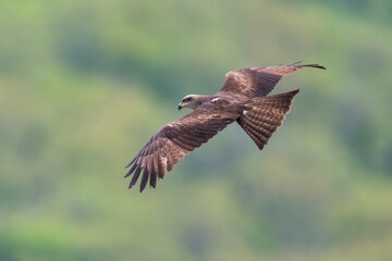 Zwarte Wouw; Black Kite; Milvus migrans