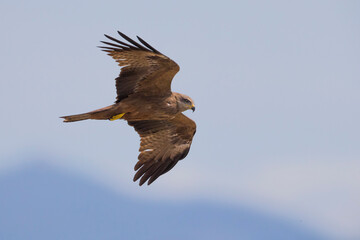 Zwarte Wouw; Black Kite; Milvus migrans