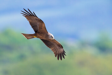 Zwarte Wouw; Black Kite; Milvus migrans