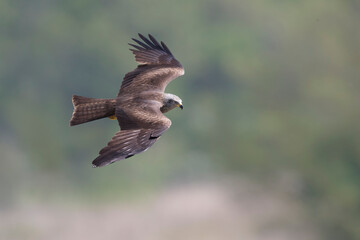 Zwarte Wouw; Black Kite; Milvus migrans