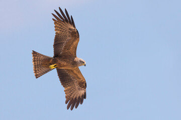 Zwarte Wouw; Black Kite; Milvus migrans