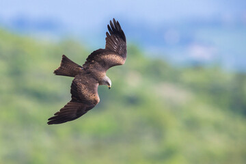 Zwarte Wouw; Black Kite; Milvus migrans