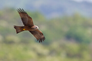 Zwarte Wouw; Black Kite; Milvus migrans