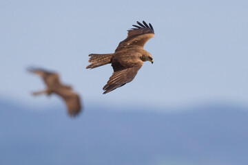 Obraz premium Zwarte Wouw; Black Kite; Milvus migrans