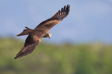 Zwarte Wouw; Black Kite; Milvus migrans