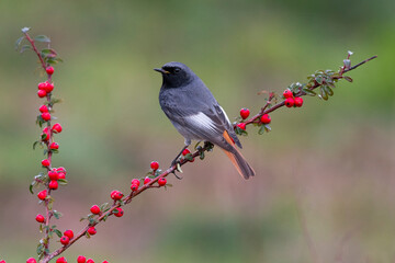 Zwarte Roodstaart; Black Redstart; Phoenicurus ochruros gibralta