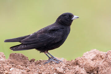 Zwarte Leeuwerik, Black Lark, Melanocorypha yeltoniensis