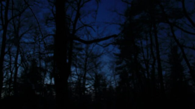 Dark forest. Silhouettes of branches and spruces. Winter cold time.