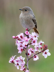 Zwarte Roodstaart; Black Redstart; Phoenicurus ochruros gibralta