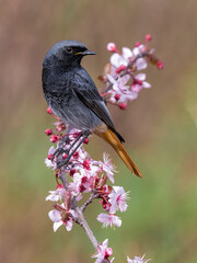 Zwarte Roodstaart; Black Redstart; Phoenicurus ochruros gibraltariensis