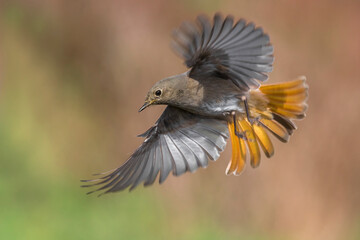 Zwarte Roodstaart; Black Redstart; Phoenicurus ochruros gibraltariensis
