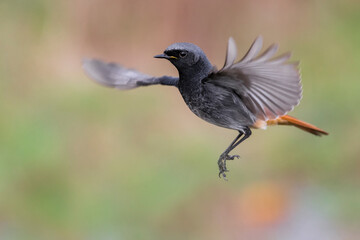 Obraz premium Zwarte Roodstaart; Black Redstart; Phoenicurus ochruros gibralta