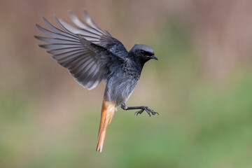 Zwarte Roodstaart; Black Redstart; Phoenicurus ochruros gibralta